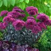 Thunderhead Sedum